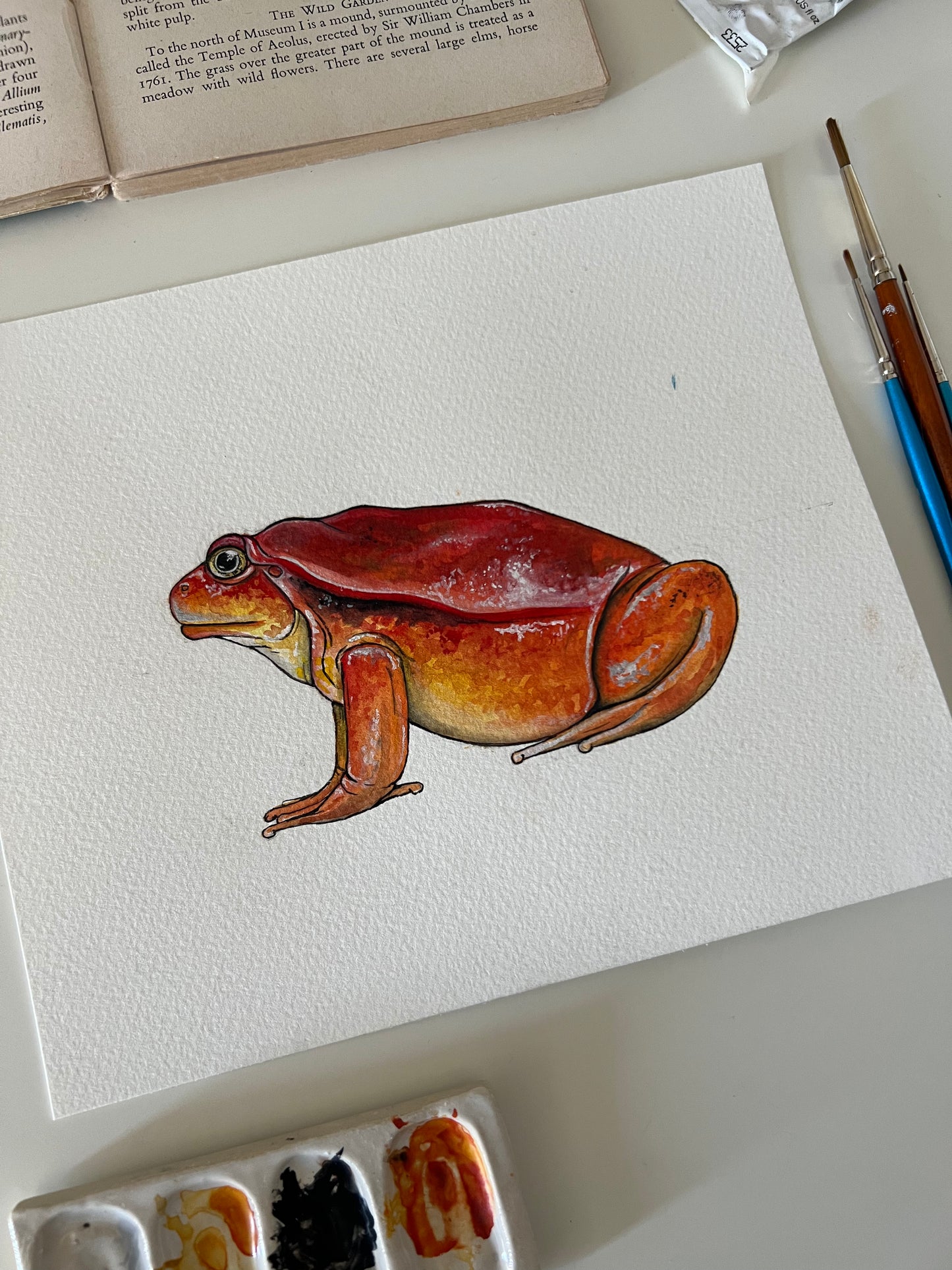 Tomato Frog, Watercolour Original