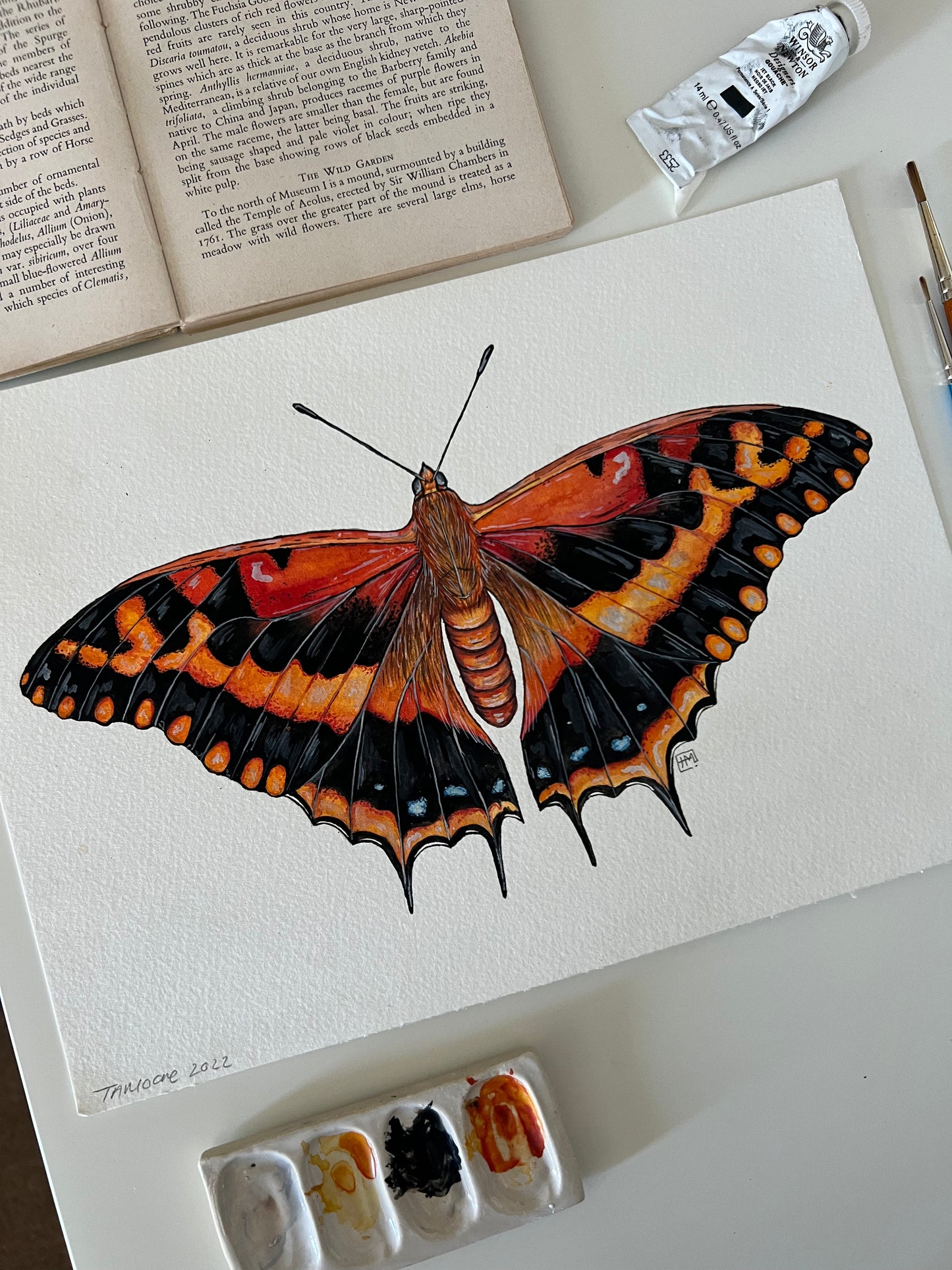 Silver Barred Charaxes, Watercolour Original