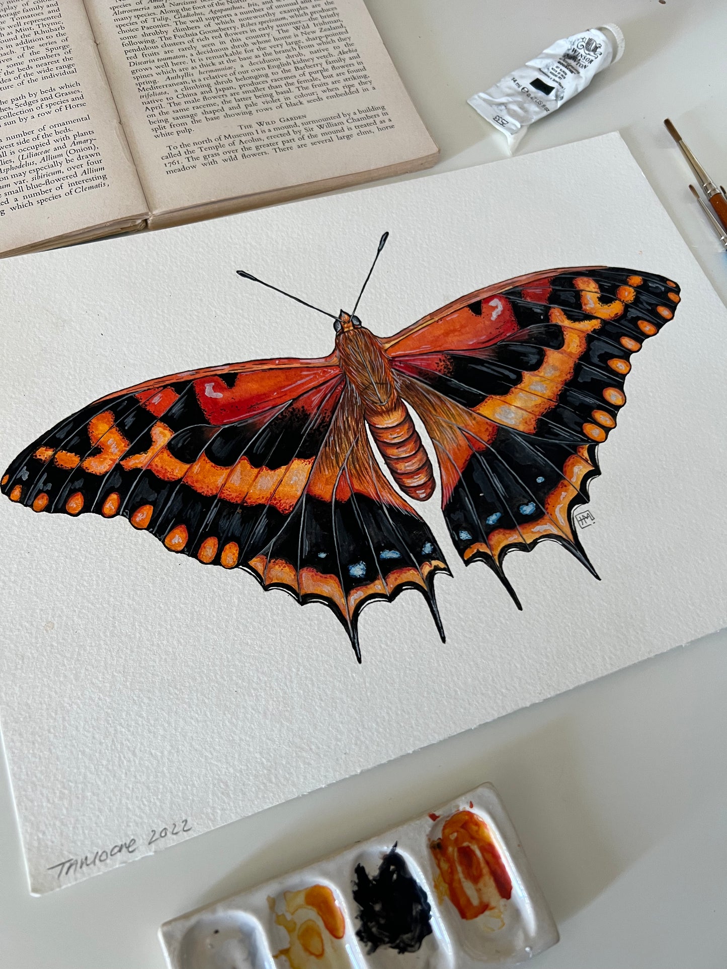 Silver Barred Charaxes, Watercolour Original