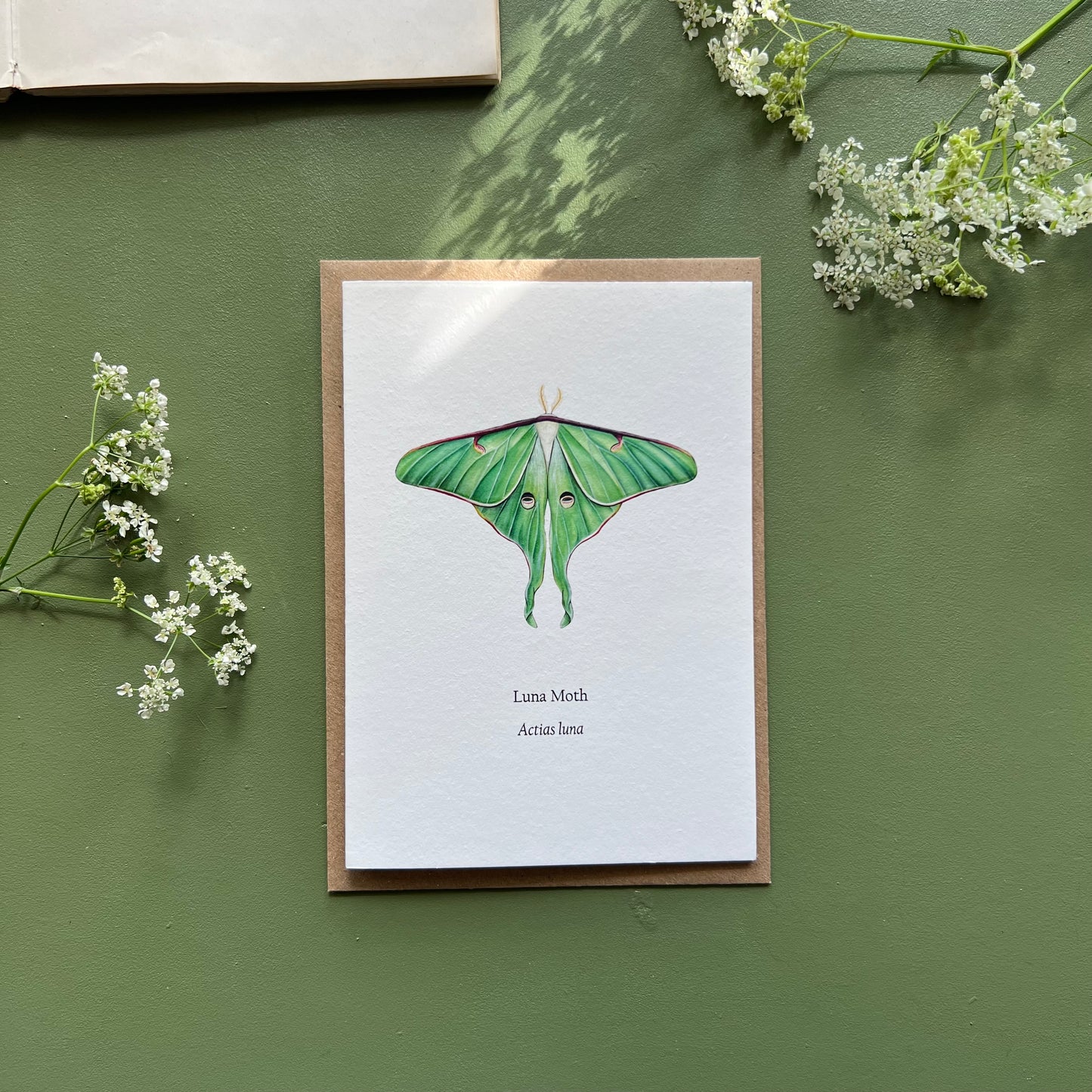 Luna Moth Card