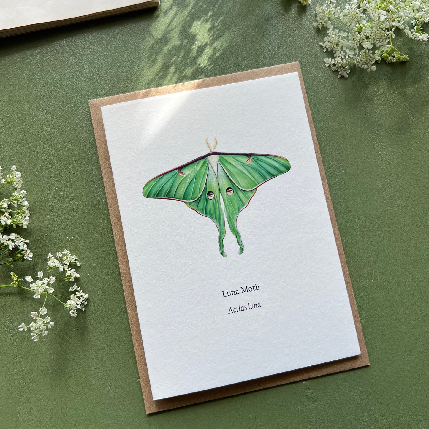 Luna Moth Card