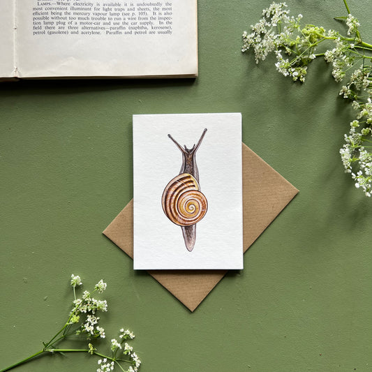White-lipped Snail Mini Card