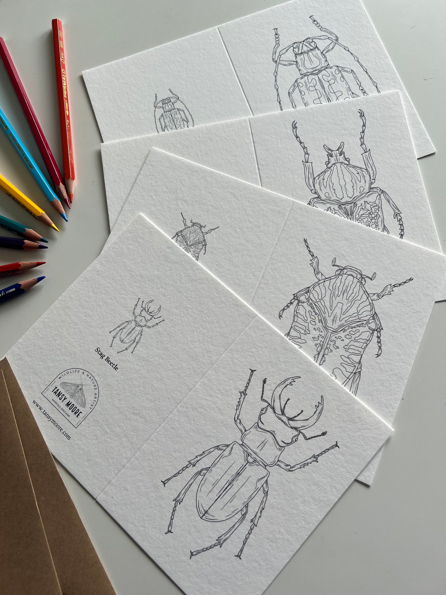 Beetle Colouring in Card Set