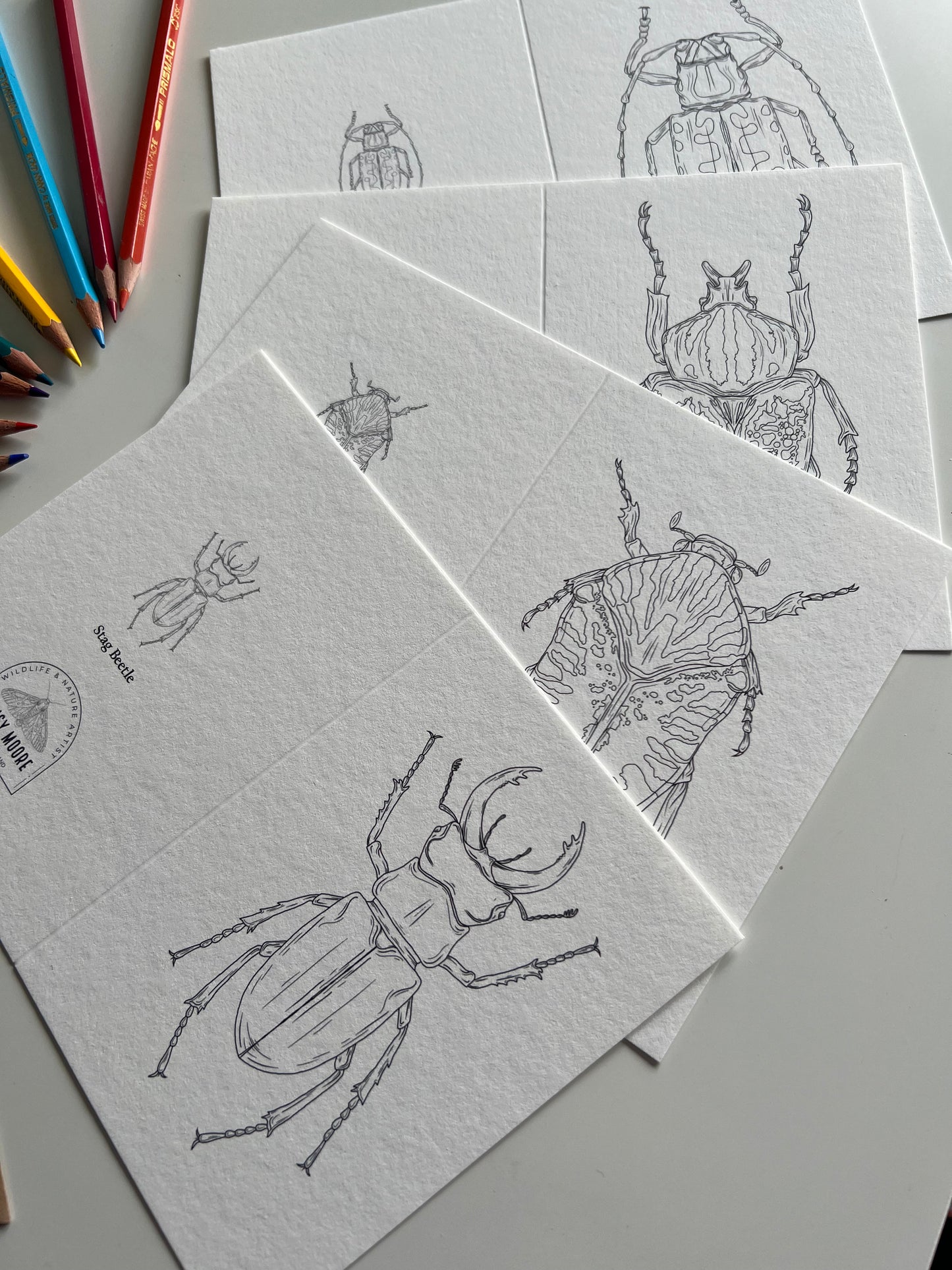 Beetle Colouring in Card Set