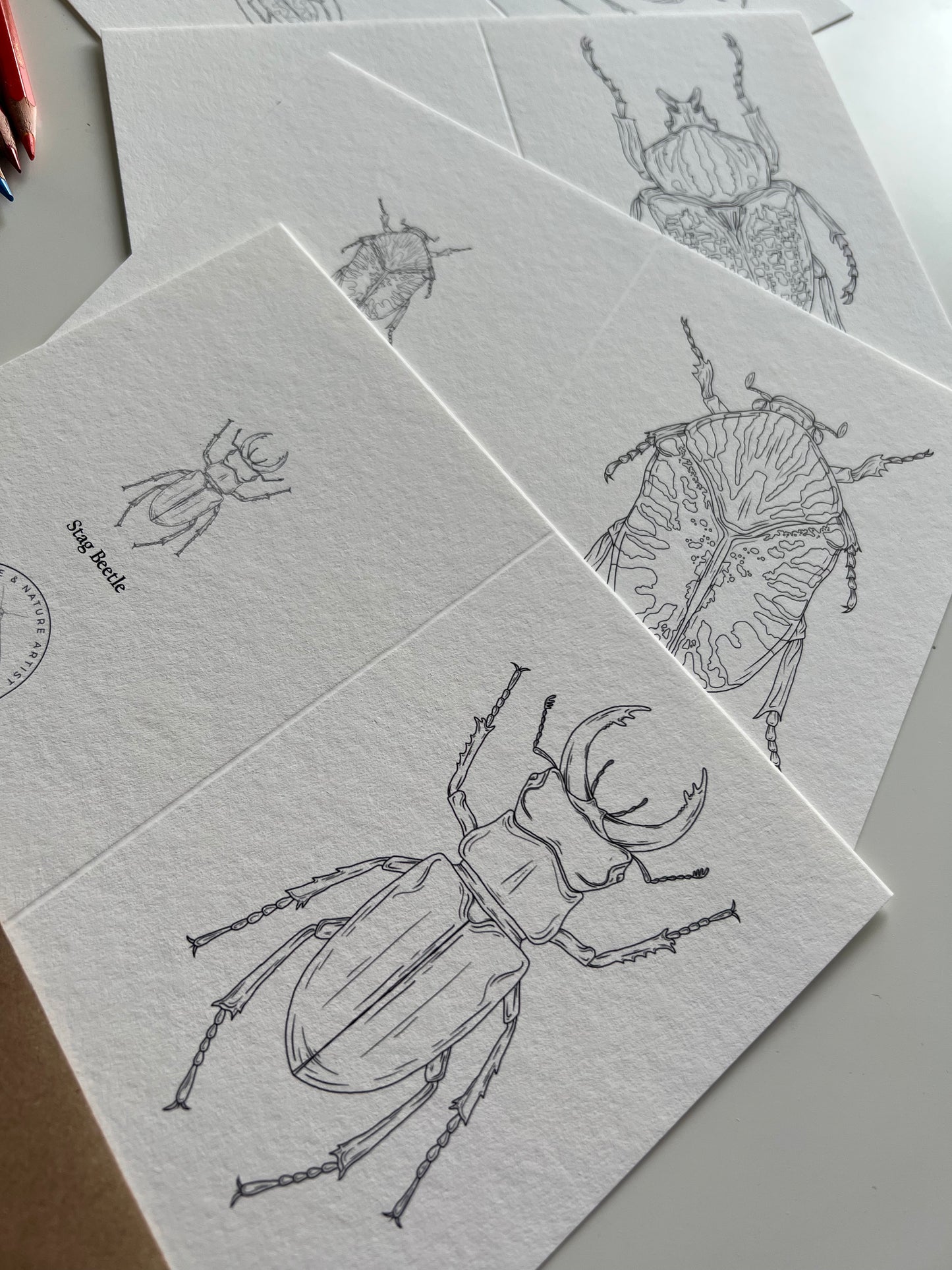 Beetle Colouring in Card Set