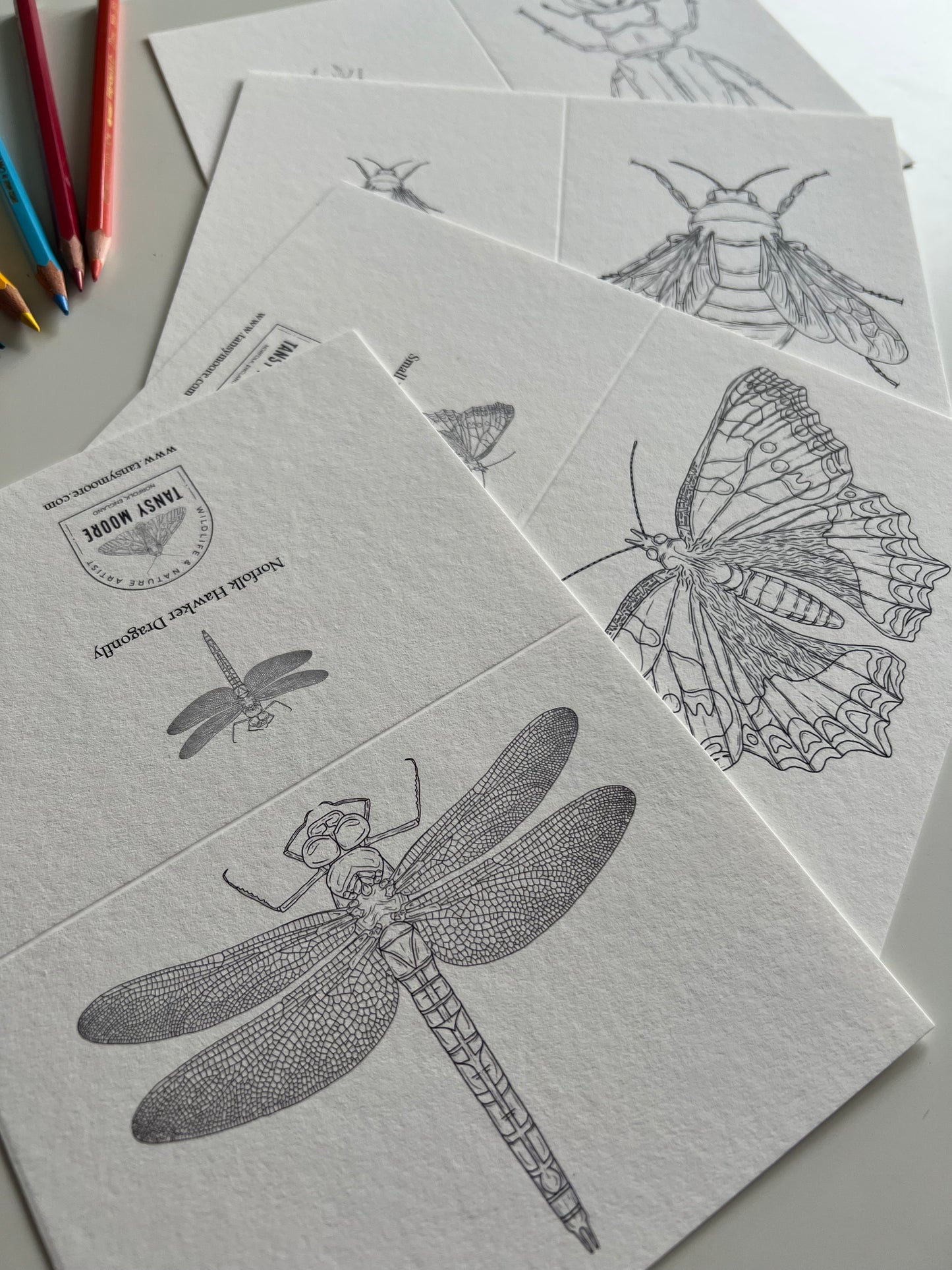 British Insects Colouring in Card Set