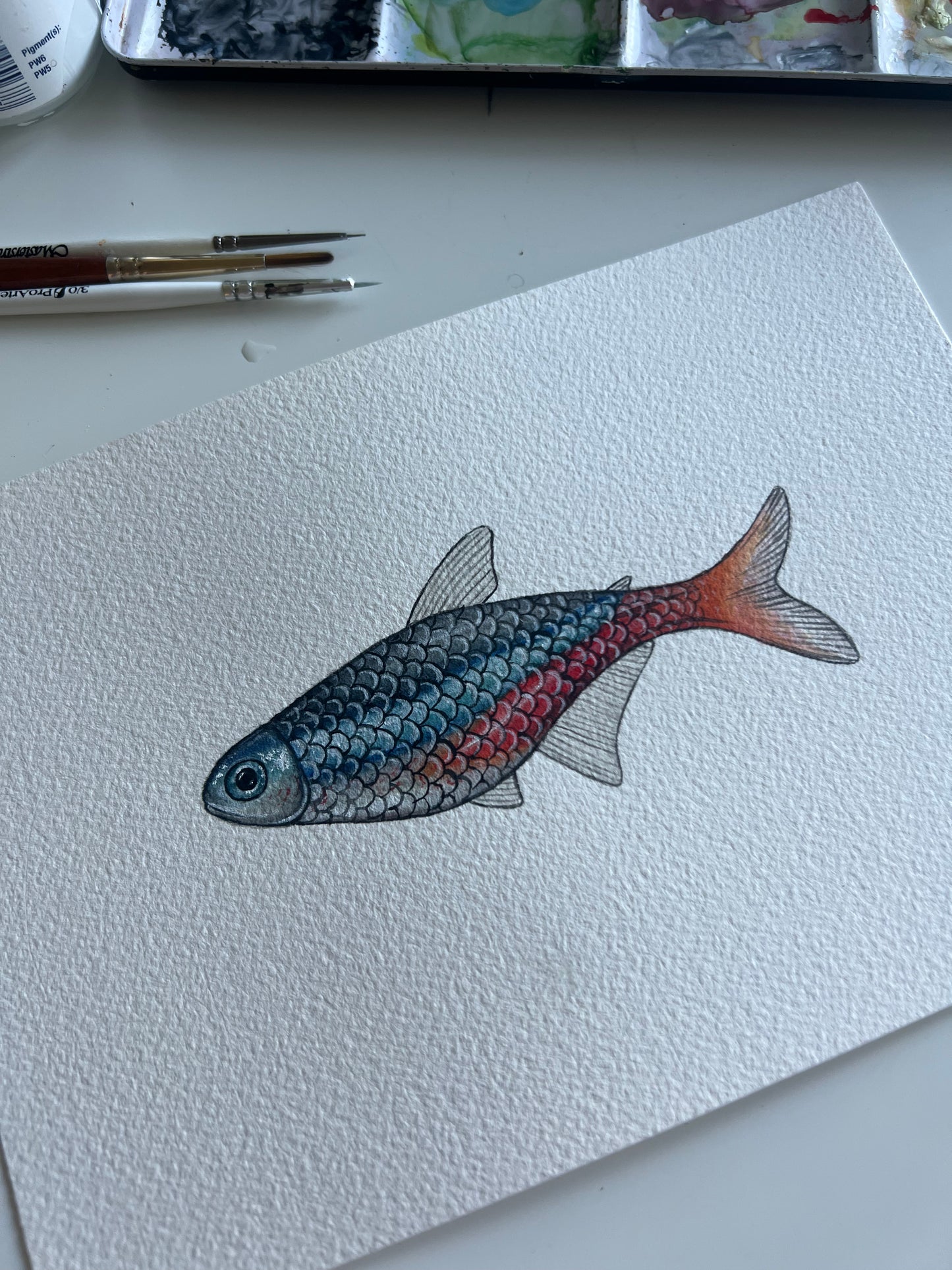 Original Neon Tetra