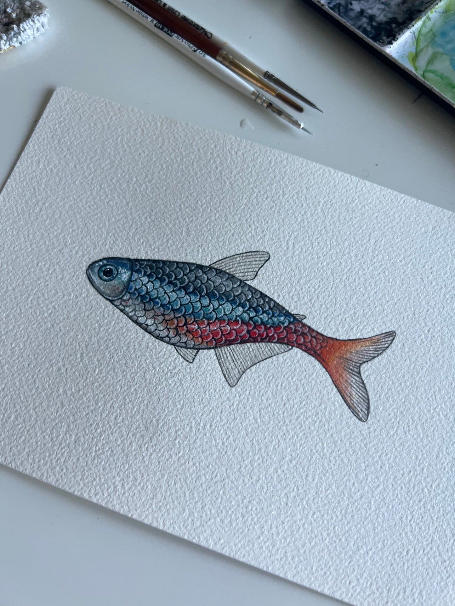 Original Neon Tetra