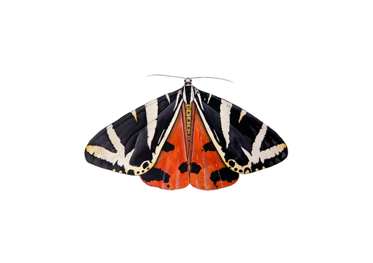 Jersey Tiger Moth