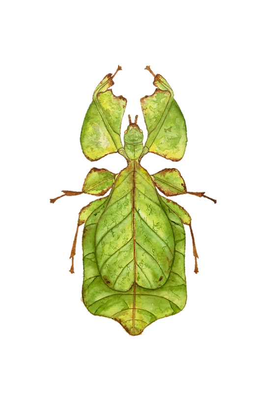 Giant Leaf Insect