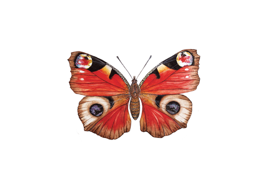 Peacock Butterfly