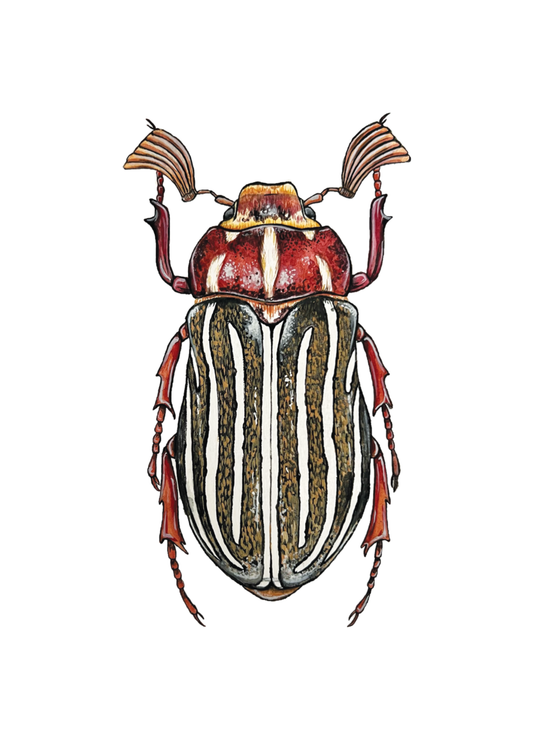 Ten-lined June Beetle