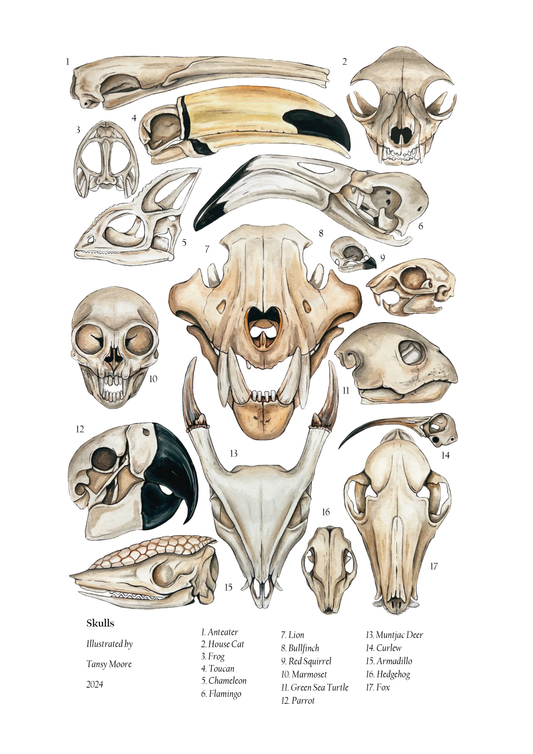 Skulls