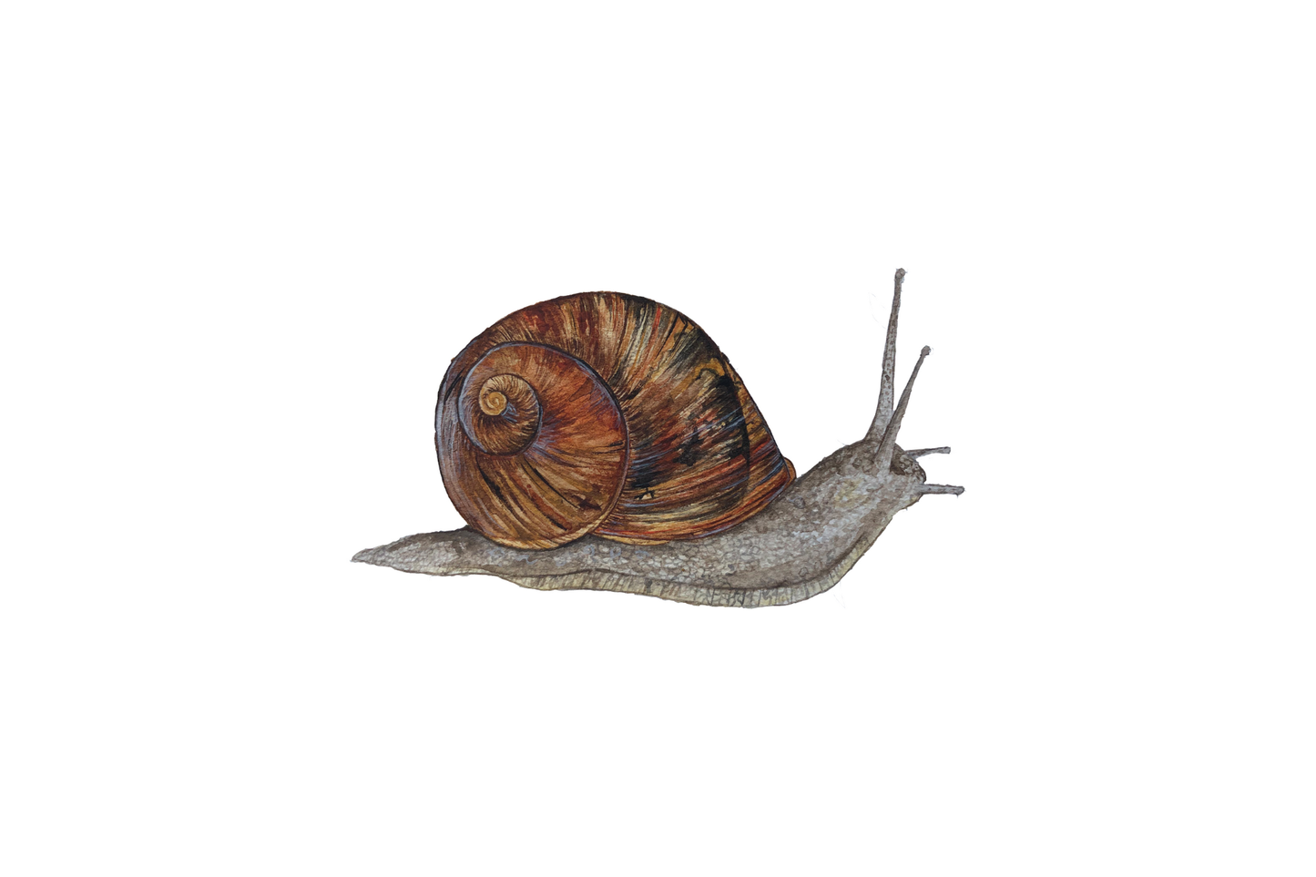 Garden Snail