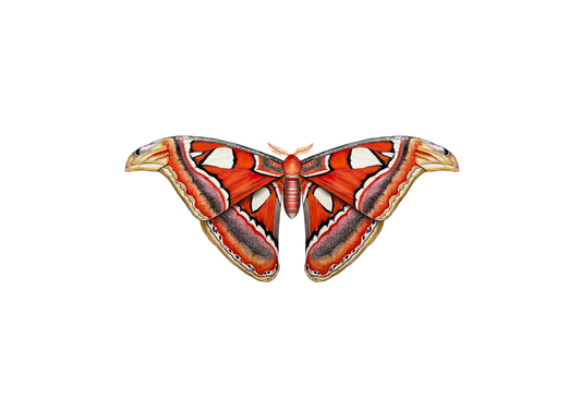 Atlas Moth