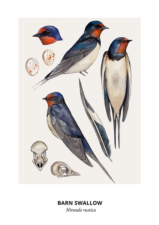 Barn Swallow Print