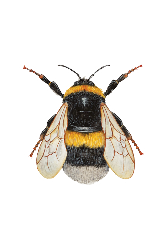 Bumblebee