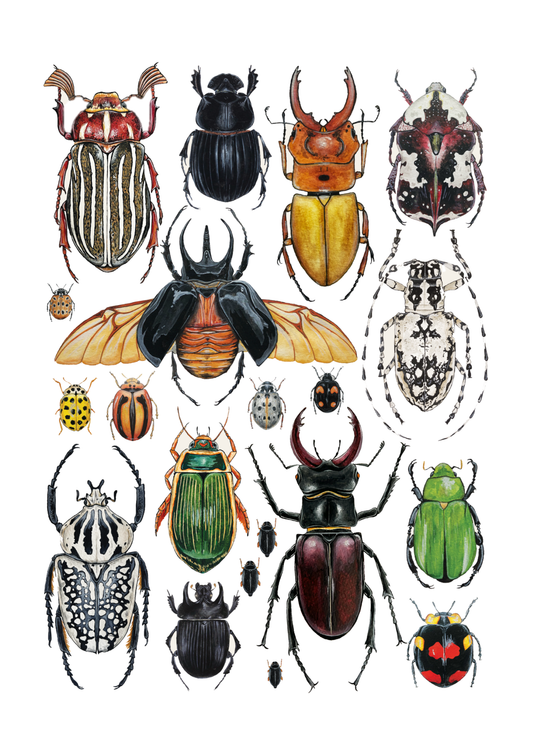 Beetles Print