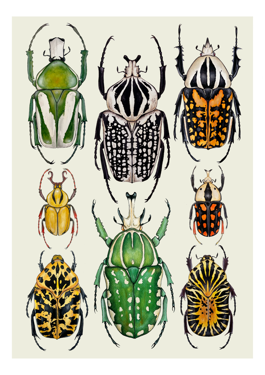 Beetles Print