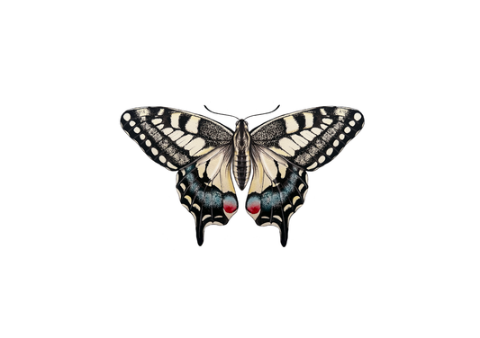British Swallowtail