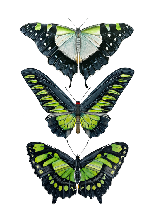Green Butterfly Species