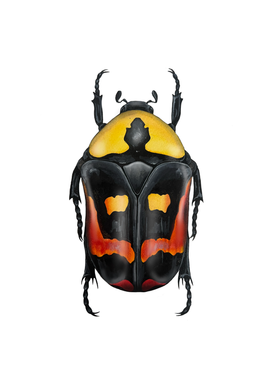 Candy Flower Beetle