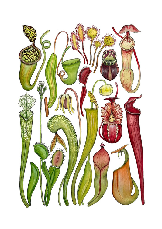 Carnivorous Plants Print