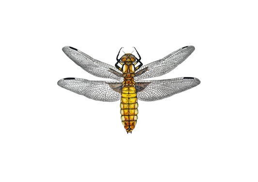 Broad Bodied Chaser Dragonfly