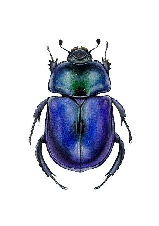 Dor Beetle