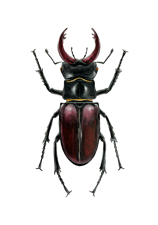 European Stag Beetle