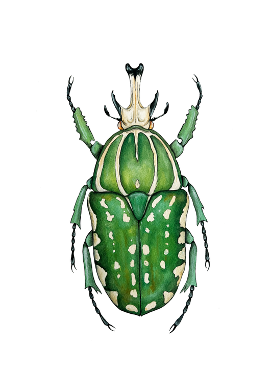 African Fruit Beetle