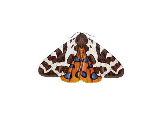 Garden Tiger Moth Print