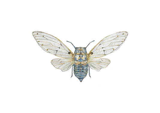 Ghost Cicada