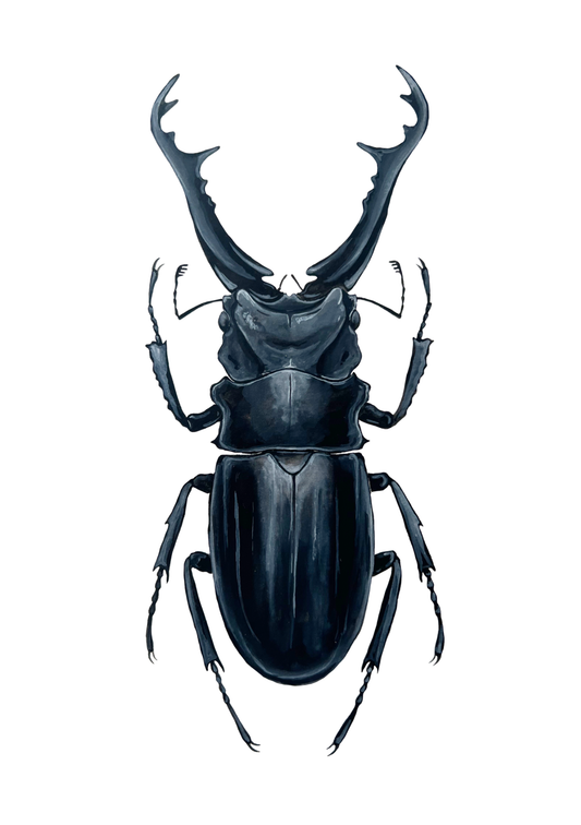 Giraffe Stag Beetle