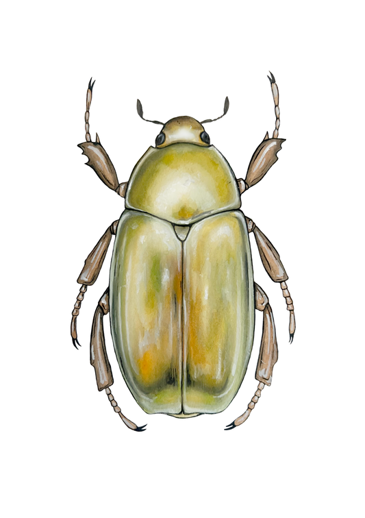 Golden Jewel Scarab  // Chrysina resplendens