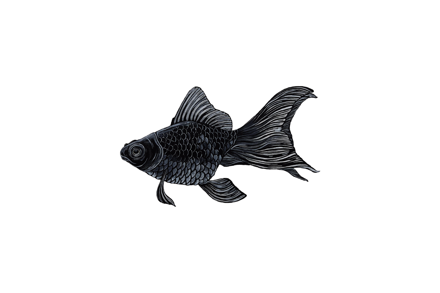 Black Moor Goldfish
