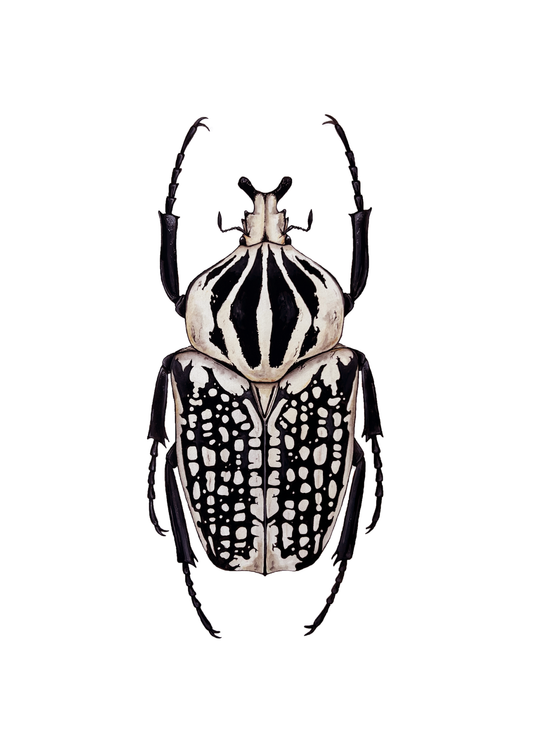 Goliath orientalis Print