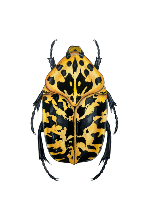 Gymnetis pantherina