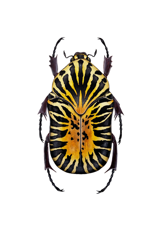 Gymnetis stellata