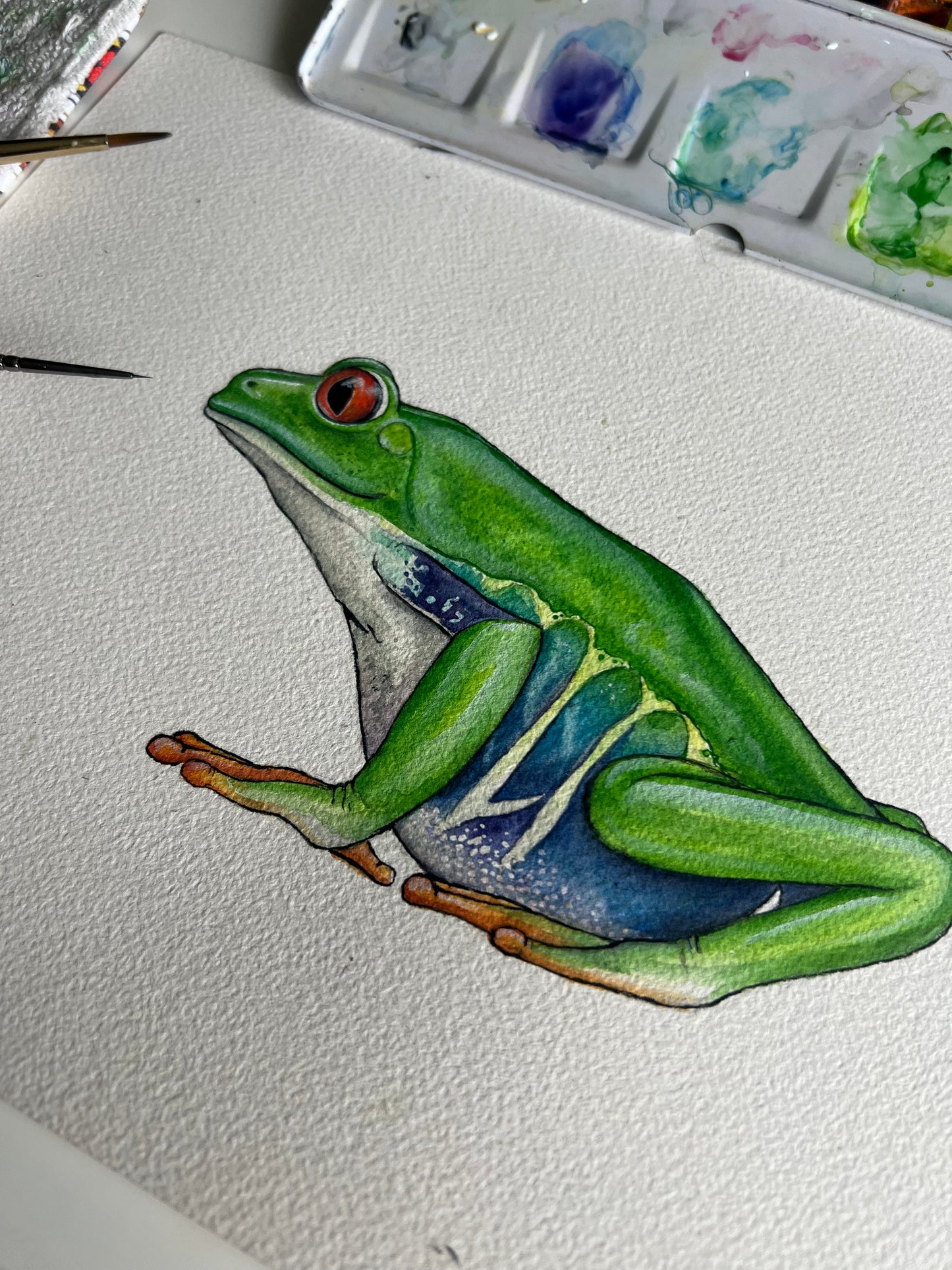 Original Red Eyed Tree Frog