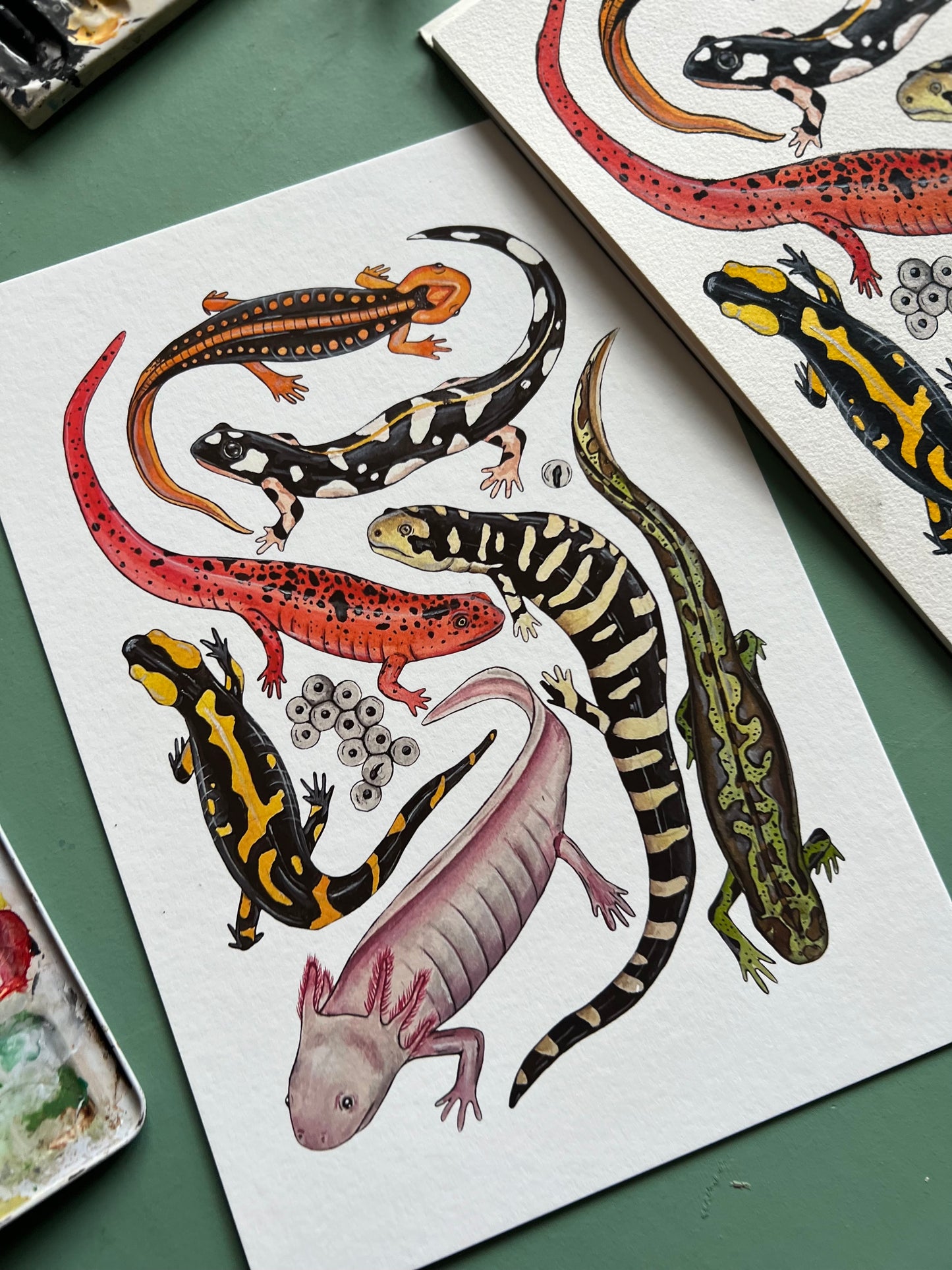 Salamanders Print