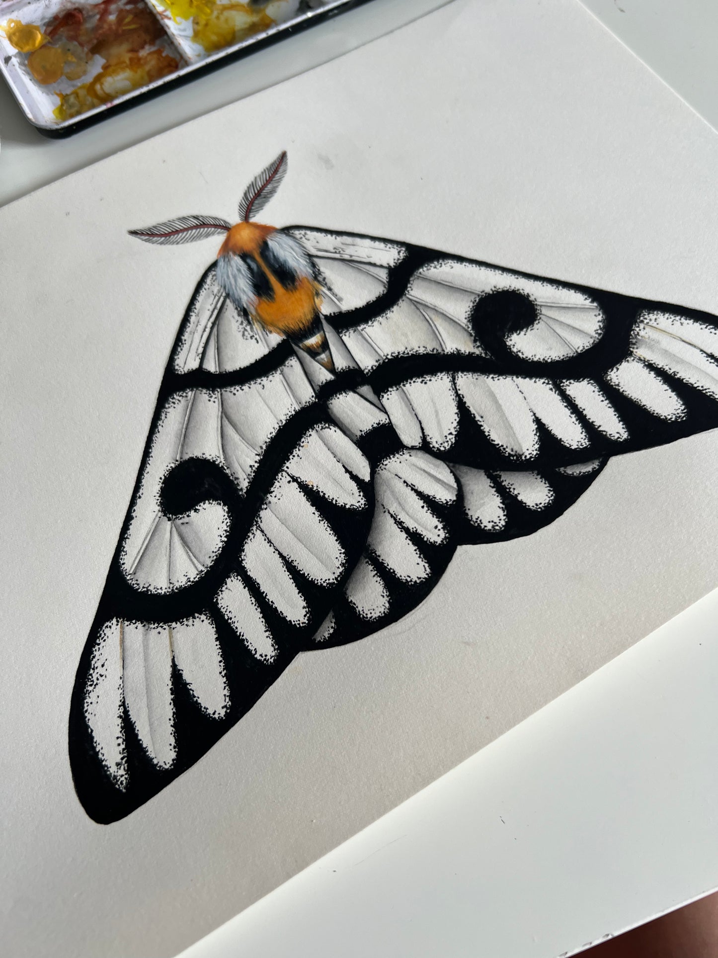 Hera Buckmoth, Watercolour Original