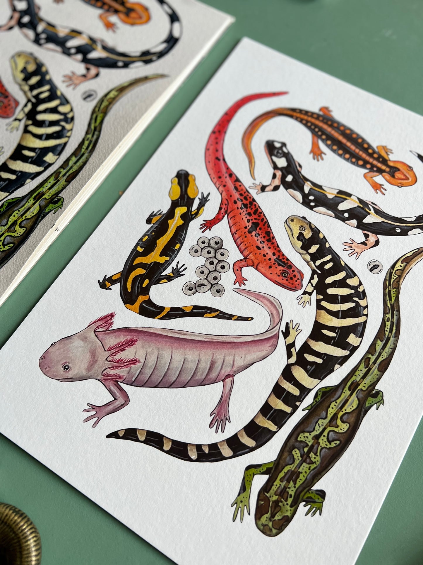 Salamanders Print