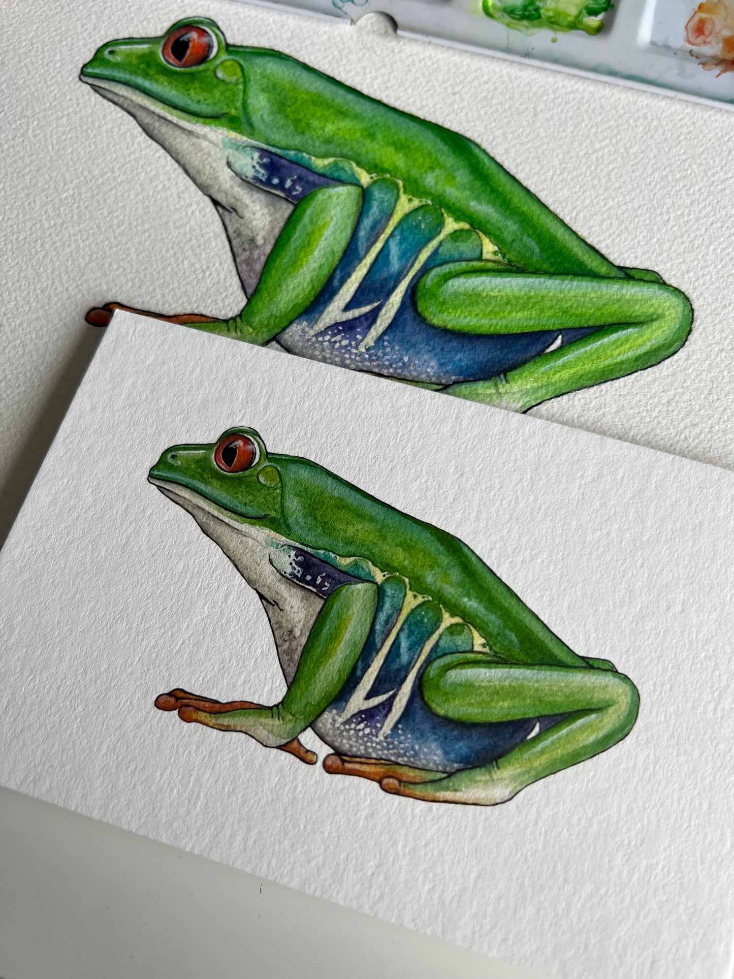 Red Eyed Tree Frog