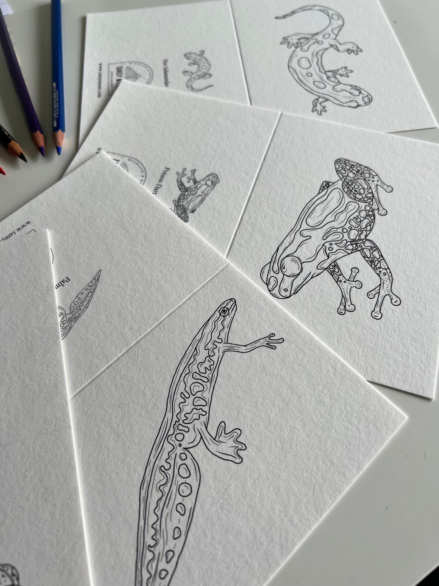 Amphibian Colouring in Card Set