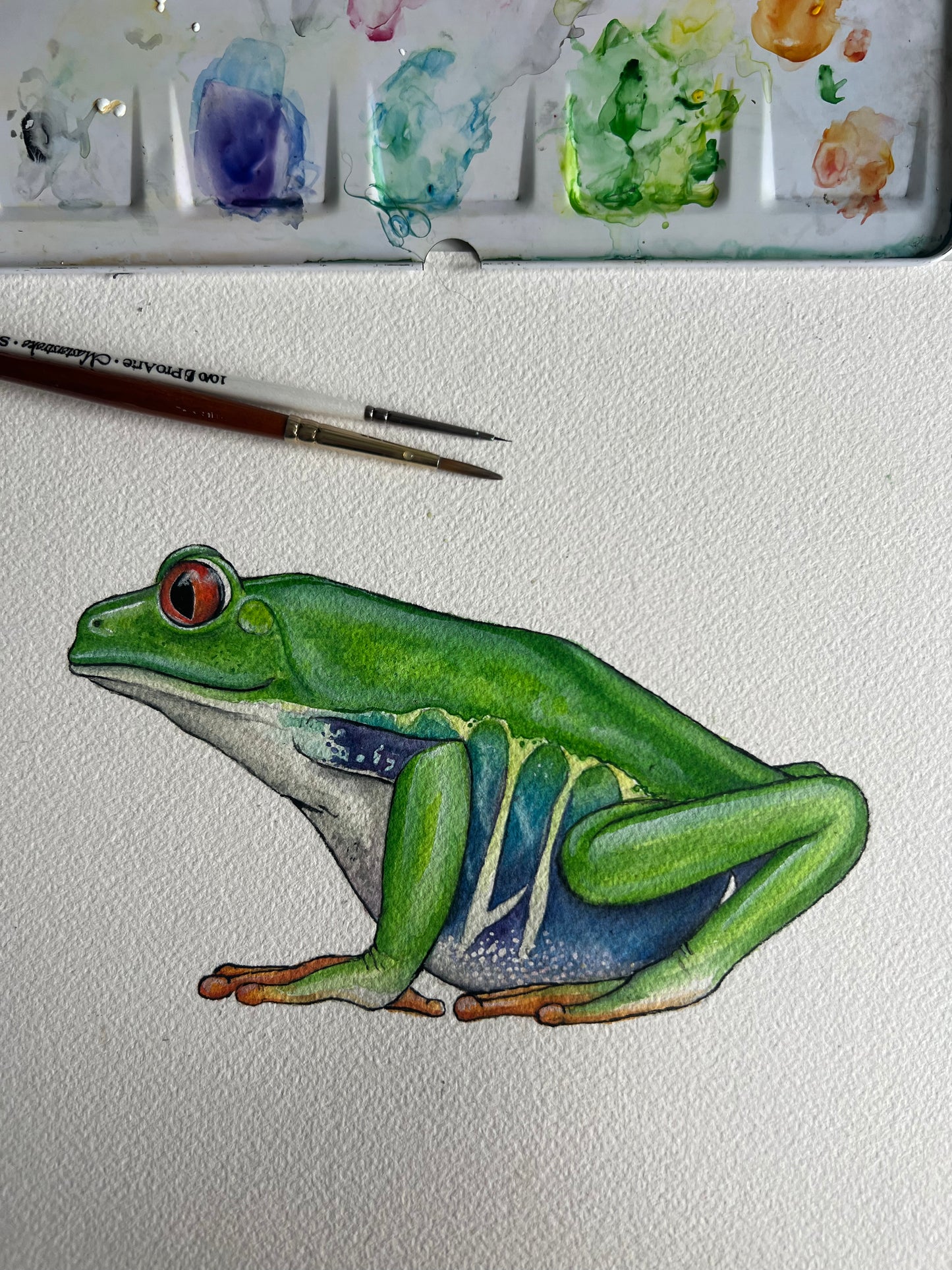 Original Red Eyed Tree Frog