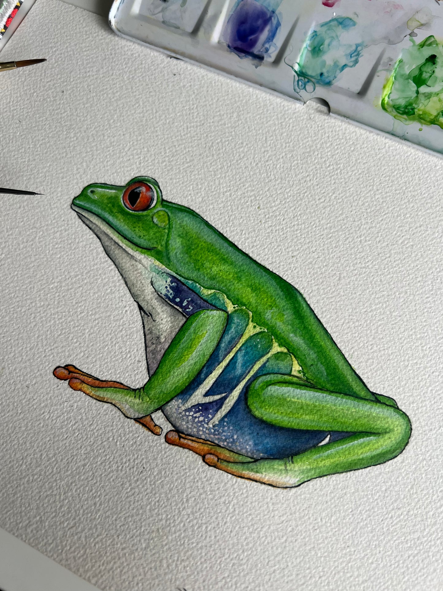 Original Red Eyed Tree Frog