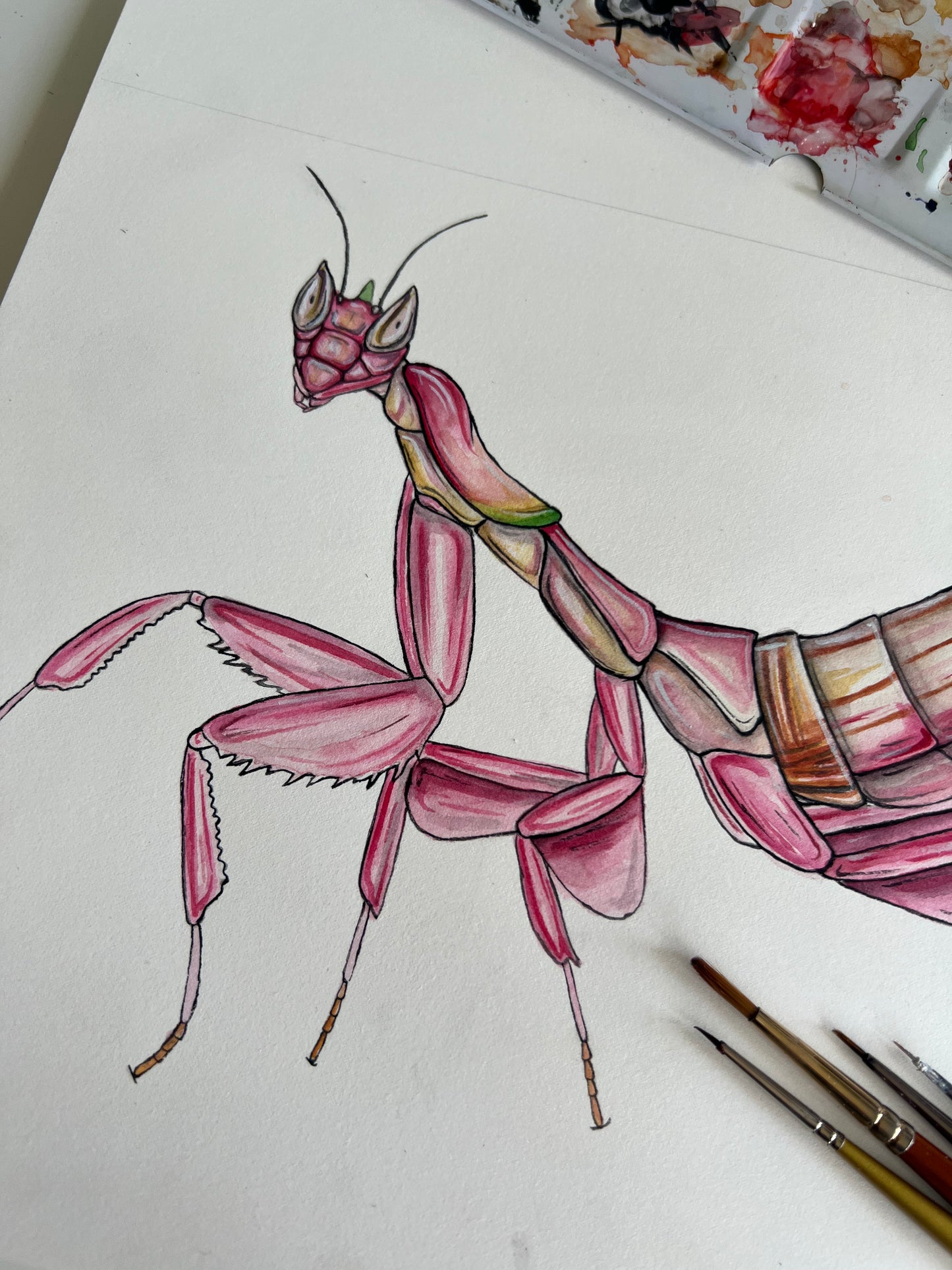 Orchid Mantis, Watercolour Original