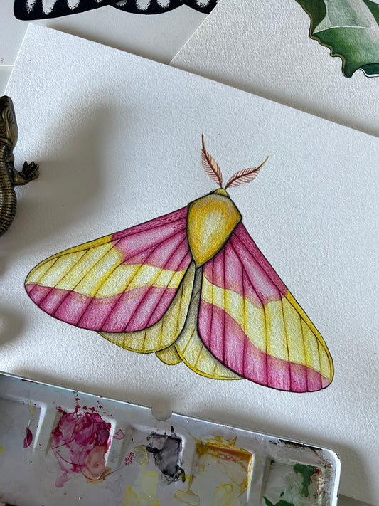 Rosy Maple Moth, Watercolour Original