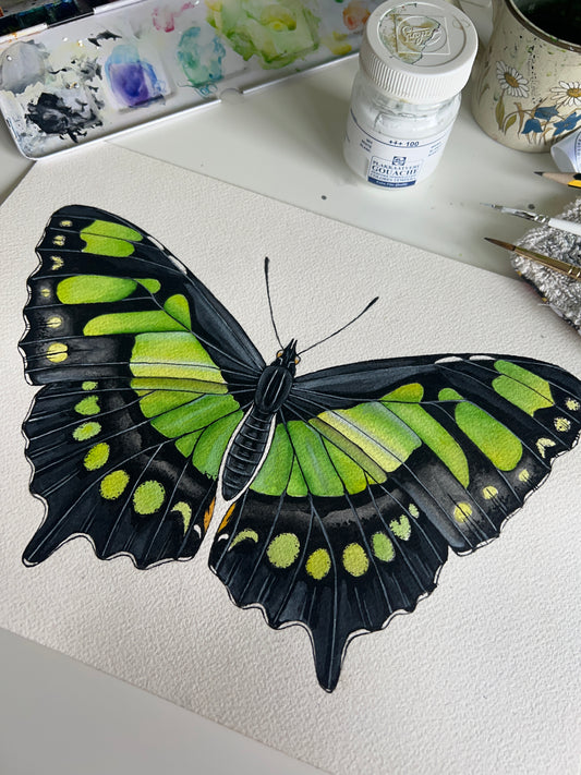 Original Malachite Butterfly